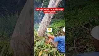 super hard wood almost broke the chainsaw