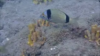 Zwartkopzeebrasem/Common two banded seabream (Diplodus vulgaris)