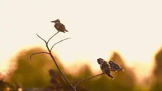 Bird watching with pied kingfishers Natural sound