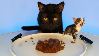 Cute Baby Kitten and Mother Cat Eating Wet Food ASMR