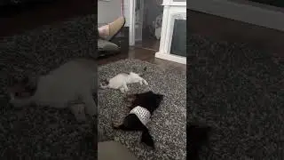 Kitty and Kitty sized dog playing lol