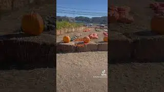 Free Dog Friendly Pumpkin Patch
