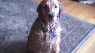 Brando after a bath