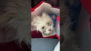Rescued a stray dog ​​in the cold winter