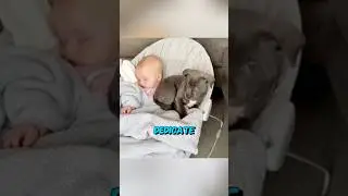 That&rsquo;s Why This Dog is The Most Loyal Nanny Dog❤️🫡