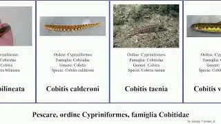 Pescare, ordine Cypriniformes, famiglia Cobitidae cobitis pangio fish fusca taenia oblonga larvata