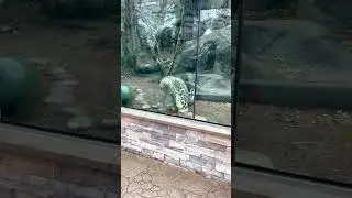 Rolling snow leopard