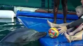Dolphintherapy of Timo
