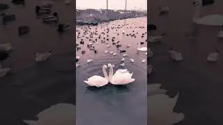 funny duck videos / Duck video / duck videos cute / cute baby duck videos /baby duck pictures viral