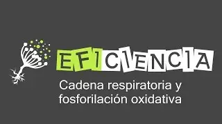 CADENA RESPIRATORIA Y FOSFORILACIÓN OXIDATIVA (Respiración celular)