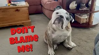 Reuben the Bulldog: So You Wanted a Bulldog...