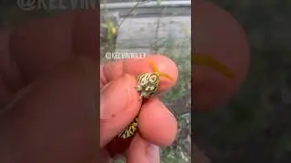 Black Swallowtail Butterfly Handling!