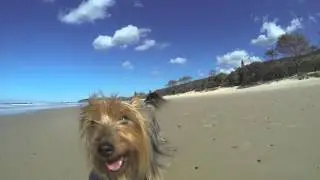 Dogs day at the Beach