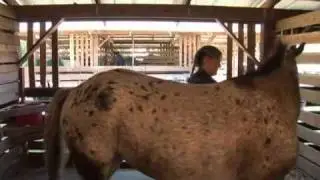 Size of Stall vs. Size of Horse