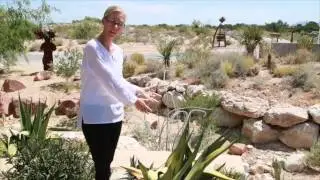 Gardening Tip: Sun Damaged Plants