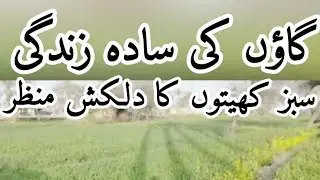 پاکستانی گاؤں کی سادہ زندگی | سبز کھیتوں کا دلکش منظر