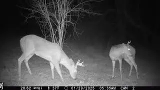 sc WI Trail Cam Pick up 1/27/2025-2/7/2025