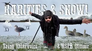 Редкие находки и снег - водохранилища Тринг и заповедник Королевского общества защиты птиц Отмур.
