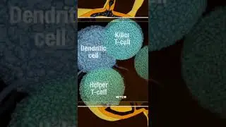 🦾 новая вакцина от рака? #новостинауки #science #новости