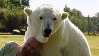 Man cuddles polar bear - Animal Odd Couples: Episode 2 Preview - BBC