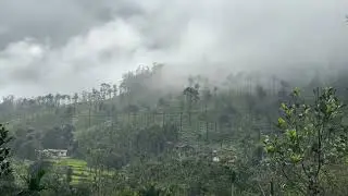 Kelaguru tea estate