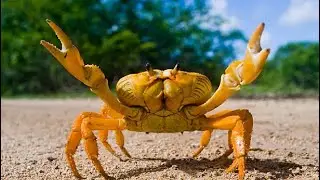 Cuban Land Crab RDR2