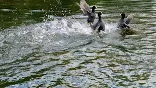 Coot Bird Fight | Coot vs. Coot | Coot Fight
