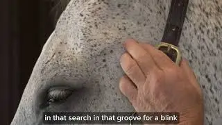 Help Your Horse Release TMJ Tension with The Masterson Method