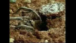 Trapdoor spider