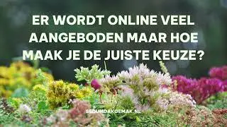 Hoe kies je de beste sedumdak oplossing voor jouw dak?
