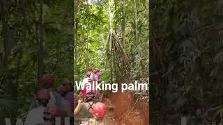 Walking Palm Tree 🌴