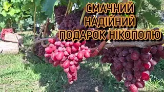 🍀Г/Ф винограду Подарок Нікополю🍀Гарний виноград з яскравим мускатом🍀