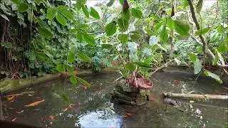 Virtual Walk - Amazon World Tropical Zone - Isle Of Wight - March 2022 | kittikoko #isleofwight