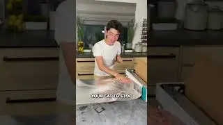 Как моя кошка отреагирует на фольгу?
