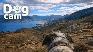 Dog Cam | Luka&rsquo;s POV Walk Through a Coastal Mountain View (Virtual Dog Walk)