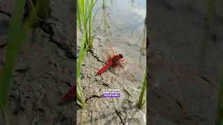 Why This Dragonfly Rules Rice Fields | Scarlet Skimmer
