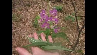 Иван-чай (кипрей узколистный) Epilobium angustifolium. Часть 1. Сбор иван-чая, как выглядит иван-чай