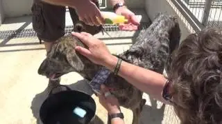 Toby's UK 2 Spain. Toby meets Toby a stray dog we rescued from the streets!