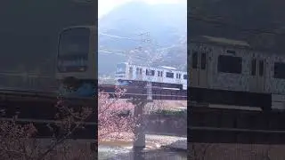 SAKURA : ALOHA TRAIN on the IZUKYU Line, Japan, Feb 2023