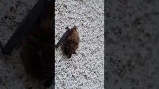 BAT FOUND BRITAIN UK#bats #batsman
