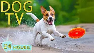 DOG TV: Videos Entertain & Anti-Anxiety for Dogs to Watch All Day When Home Alone - Music for Dogs
