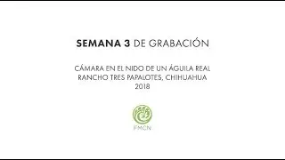 Semana 3: Nido Tres Papalotes