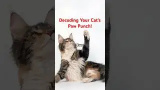 Decoding Your Cat's Paw Punch! 🐱👊
