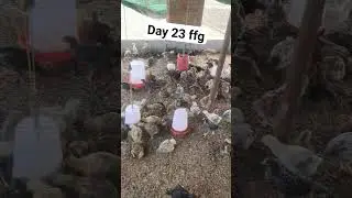 FFG Kuroiler day23 || ffg Chicken Farming