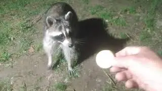 Hand Feeding Backyard Wild Animals @countrycritters   Raccoon