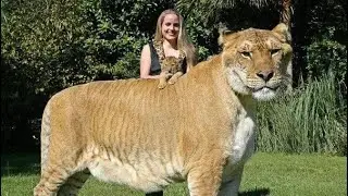 Ligre: O Maior e Mais Poderoso Felino do Mundo | Fatos Impressionantes