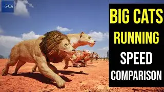 Big Cats Running Speed Comparison