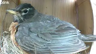 Robin Nest Watch - July 31, 2025