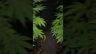 Outdoor grow uk 2024