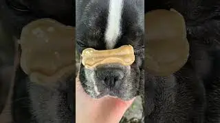 #trenddog #dog 🐶
